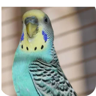 🐦 emoji Ебейший стикер пак Telegram sticker 20 of 30