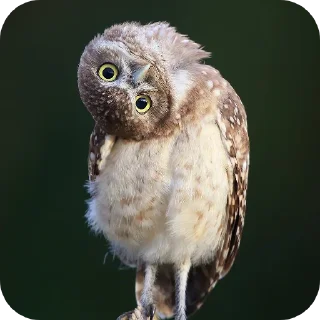 🐦 emoji Ебейший стикер пак Telegram sticker 19 of 30