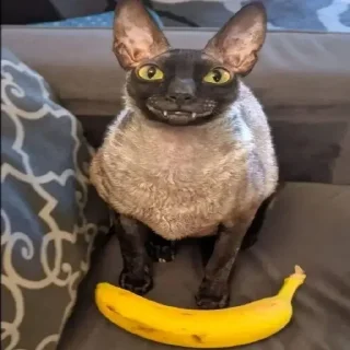 😸 emoji Ебейший стикер пак Telegram sticker 9 of 30