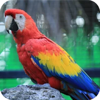 🐦 emoji Ебейший стикер пак Telegram sticker 13 of 30