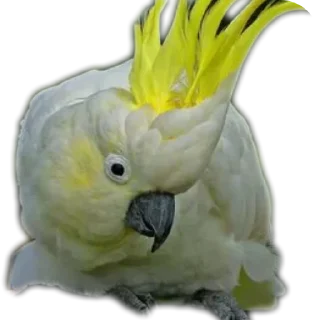 🐦 emoji Ебейший стикер пак Telegram sticker 12 of 30