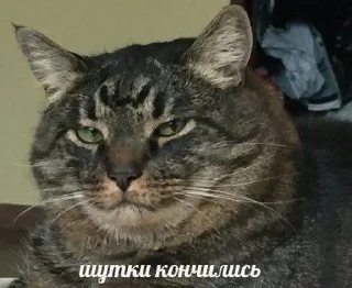 🌟 emoji была бы твоя мать рядом Telegram sticker 14 of 31