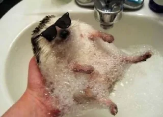 🦔 emoji Ежики Telegram sticker 23 of 117