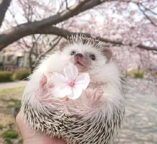 🦔 emoji Ежики Telegram sticker 24 of 117
