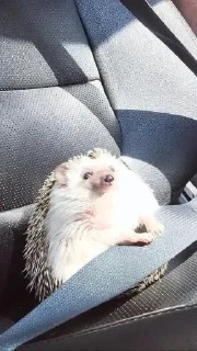 🦔 emoji Ежики Telegram sticker 22 of 117