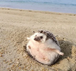 🦔 emoji Ежики Telegram sticker 14 of 117