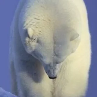 Sticker from Белые Мишки @stikirstipo