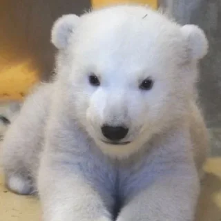 🐻‍❄️ emoji Белые Мишки @stikirstipo Telegram sticker 6 of 16