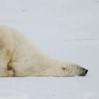 🐻‍❄️ emoji Белые Мишки @stikirstipo Telegram sticker 10 of 16
