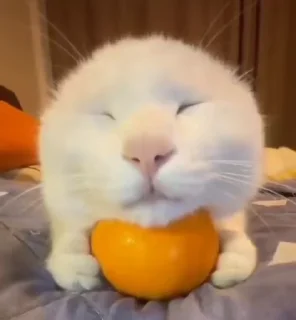 🍊 emoji kittiesareso~ @feellikeiFIL Telegram sticker 17 of 40