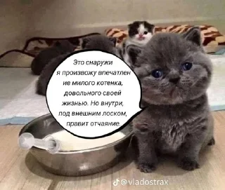 🌟 emoji виктория кинн Telegram sticker 16 of 33