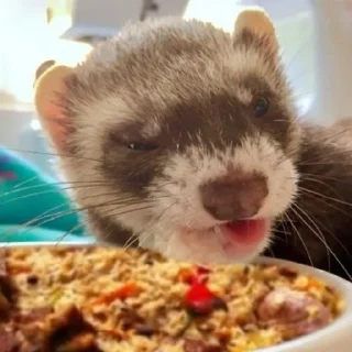 🍚 emoji плов всему голова Telegram sticker 7 of 7