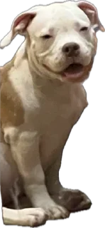 😁 emoji пидр на рабочем месте Telegram sticker 8 of 42