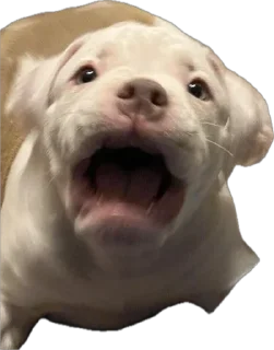 😳 emoji пидр на рабочем месте Telegram sticker 17 of 42