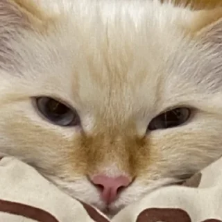 😤 emoji Кузя Telegram sticker 18 of 47