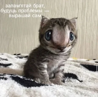 🌟 emoji Реал беларус стикерс Telegram sticker 15 of 55