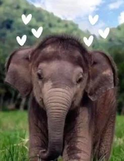 ❤️ emoji elephant Telegram sticker 18 of 18