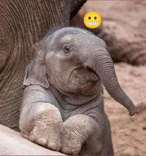😬 emoji elephant Telegram sticker 10 of 18