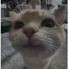 🌟 emoji коты @diaschiz @TgEmodziBot Telegram sticker 24 of 36