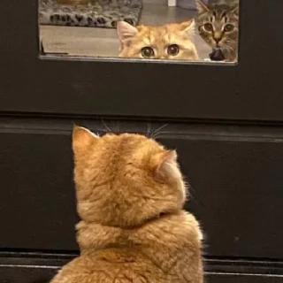😲 emoji Котёнок Ра 🥰 Telegram sticker 6 of 76
