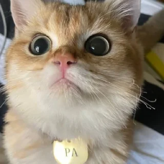 😳 emoji Котёнок Ра 🥰 Telegram sticker 1 of 76