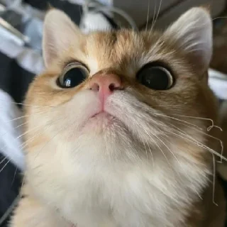 😲 emoji Котёнок Ра 🥰 Telegram sticker 7 of 76