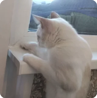 🌟 emoji Котики 2 (сделано котики) Telegram sticker 8 of 10