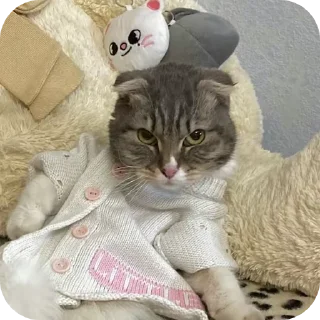 👍 emoji @pnmanage cats Telegram sticker 21 of 31
