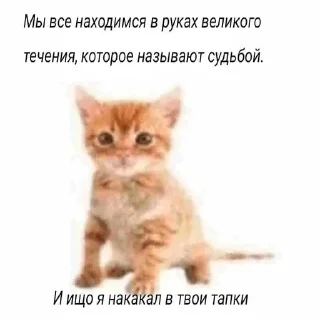 😄 emoji тоша самый лучший Telegram sticker 6 of 39