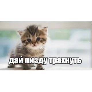 Sticker from у тебя мать шлюха