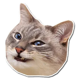 🤯 emoji Котончик - @Tg_stickersu Telegram sticker 10 of 29