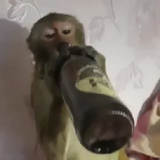 🍺 emoji Monke Time 🙉 by @wostickers Telegram sticker 15 of 31