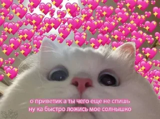 🐱 emoji Iovecore webcore ❤️ Telegram sticker 3 of 17