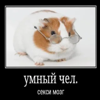 🤪 emoji морские свинки Telegram sticker 5 of 13