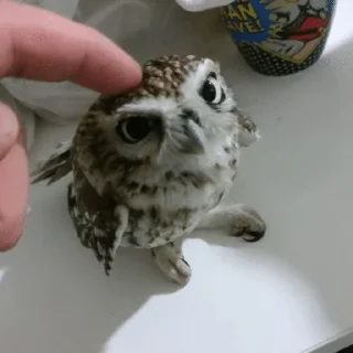 🤲 emoji The Owl Society :: @Trudodaga Telegram sticker 18 of 50