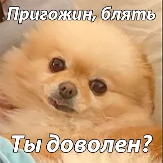 🐶 emoji @TruhaBarselona 👈🏻жми Telegram sticker 6 of 79