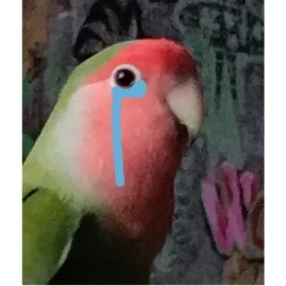 😭 emoji Попугай Саша Telegram sticker 7 of 19