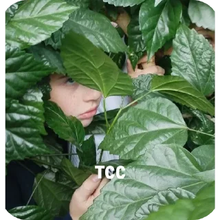 🤫 emoji Класс убежищ Telegram sticker 11 of 47