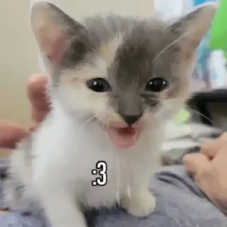 Sticker from mnэлэн коты >:3