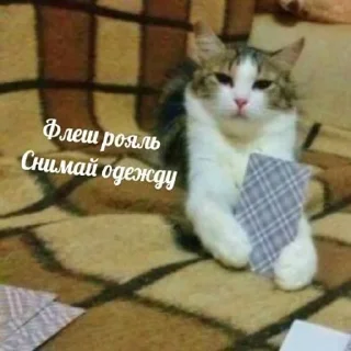 😏 emoji Cats&cats&cats&cats Telegram sticker 15 of 55