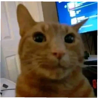 Sticker from cats