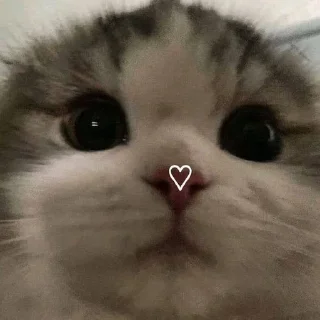 🐈 emoji ersh Telegram sticker 8 of 104