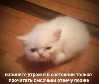 🌟 emoji котьки хехе Telegram sticker 22 of 51