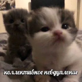 🌟 emoji котьки хехе Telegram sticker 19 of 51