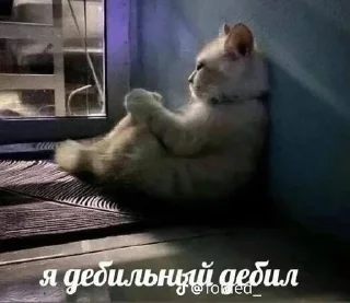 🌟 emoji котьки хехе Telegram sticker 16 of 51