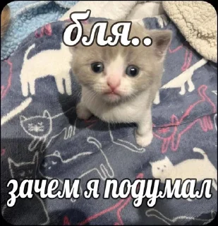 😳 emoji котьки хехе Telegram sticker 5 of 51