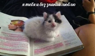 💝 emoji мемновые коти 3 Telegram sticker 15 of 107