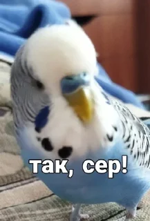 🐦 emoji Кеша Telegram sticker 15 of 57