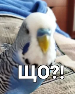 🐦 emoji Кеша Telegram sticker 14 of 57