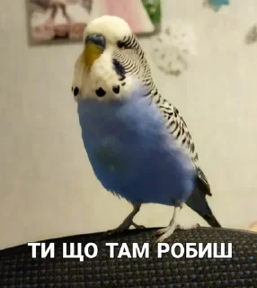 🐦 emoji Кеша Telegram sticker 23 of 57